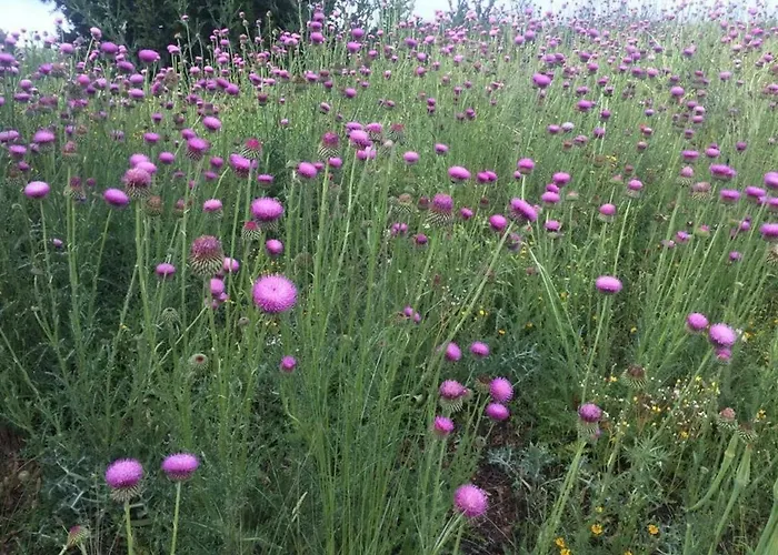 Сasa de vacaciones El Carro Del Abuelo *